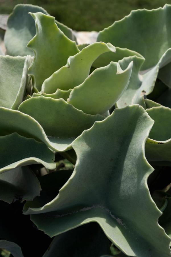 Casa Ulivo Agave Favignana At My Place Ngoại thất bức ảnh